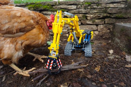 Foto de Foto inusual de una gallina ponedora roja divertida que parece mirar con curiosidad a un modelo a escala (juguete de un niño) de una excavadora de orugas amarillas puesta en la tierra, en el jardín de una granja orgánica en Francia - Imagen libre de derechos