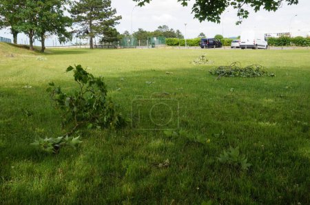 Téléchargez les photos : Reims, France - 20 juin 2021 - Des branches arrachées à leurs arbres par le vent et dispersées dans un parc du Campus Moulin de la Housse, à la suite du violent orage de la veille - en image libre de droit