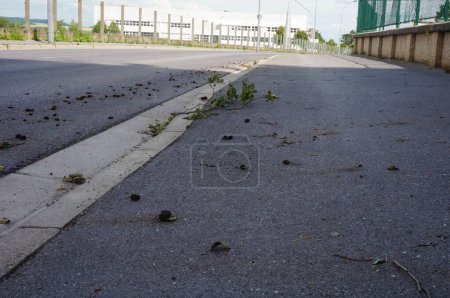 Téléchargez les photos : Reims, France - 20 juin 2021 - Des débris végétaux dispersés par le vent sur le trottoir et la chaussée asphaltée du Chemin des Rouliers Road, à la suite du violent orage de la journée - en image libre de droit
