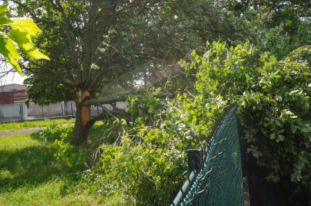 Téléchargez les photos : Reims, France - 20 juin 2021 - Des branches d'arbres tombées, violemment arrachées du tronc par le vent, dans le quartier Moulin de la Housse, à la suite de l'orage de la veille - en image libre de droit