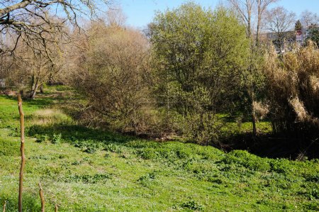 Téléchargez les photos : Un charmant jardin paisible ou une jachère arborant des arbres, de l'herbe et des buissons, traversé par un ruisseau abandonné à Muret, près de Toulouse, dans le sud de la France, par une journée ensoleillée de printemps - en image libre de droit