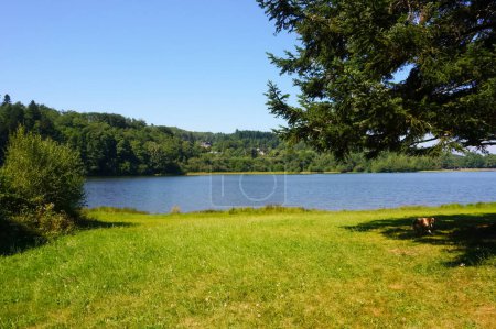 Téléchargez les photos : Pelouse verte et arbres au bord de l'eau, au bord du Lac des Montagnes à Mazamet, Sud de la France, étang bordé par la forêt de la Montagne noire, dans la Réserve Naturelle du Haut-Languedoc - en image libre de droit
