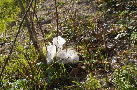 Téléchargez les photos : Sacs en plastique abandonnés dans la nature, jetés dans la forêt et coincés dans les branches des arbres ; illustration de la pollution de l'environnement par les déchets - en image libre de droit