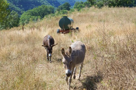 Foto de Un par de burros grises y marrones, pastando hierba seca en una granja en Haut-Rouergue, en el sur de Francia, en un caluroso día de verano - Imagen libre de derechos