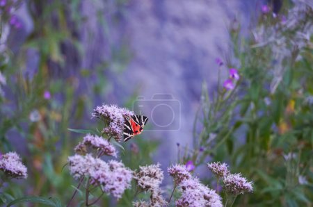 Foto de Una mariposa de colores chupa el néctar de las flores púrpuras, en el Cañón de Bozouls, también conocido como "Trou de Bozouls", un sitio geológico atravesado por el río Duero, en el valle del Lot, en el sur de Francia - Imagen libre de derechos