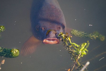 Foto de Un pez grande y marrón emerge en la superficie, en el agua fangosa de un estanque en Jardín des Plantes, el jardín botánico en París, en Francia - Imagen libre de derechos