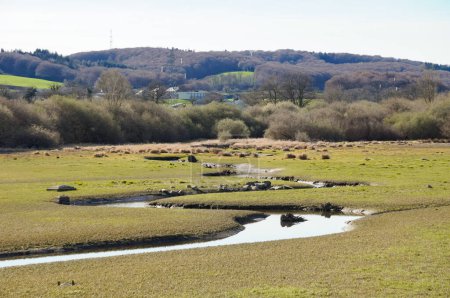 Foto de Humedal verde con un pequeño riachuelo serpenteando en medio del pantano, alrededor del lago (embalse) de Villefrance-de-Panat; esta zona rural se encuentra en Lvzou, Aveyron, en el sur de Francia - Imagen libre de derechos