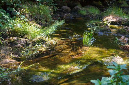 Téléchargez les photos : Un ruisseau de montagne coule dans le Canyon de Bozouls, dans la vallée du Lot, dans le sud de la France ; l'eau a des tons de brun et de vert, en raison des plantes aquatiques poussées vers l'avant par le courant - en image libre de droit