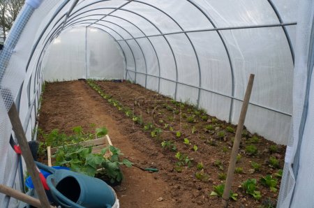 Foto de Tanus, Francia - 1 de marzo de 2023 - Interior de un invernadero túnel de láminas donde se cultivan verduras, en una pequeña granja orgánica ubicada en la zona agrícola de Aveyron, al pie del macizo Montaña central - Imagen libre de derechos