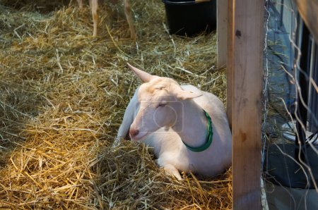 Foto de Aussonne, Francia - 14 de diciembre de 2023 - Una cabra lechera joven y blanca descansa sobre la paja, en la Feria Regional Agrícola (REGAL) de Occitanie, celebrada en el nuevo centro de convenciones Mtropole de Toulouse. - Imagen libre de derechos