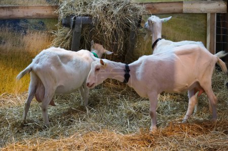 Foto de Aussonne, Francia - 14 de diciembre de 2023 - Jóvenes lecheros y cabras pastando en forraje exhibidos en la Feria Regional Agrícola (REGAL) de Occitanie, celebrada en el nuevo centro de convenciones MEET de Toulouse Mtropole - Imagen libre de derechos