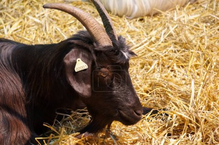 Foto de Aussonne, Francia - 14 de diciembre de 2023 - Una cabra negra con cuernos (probablemente un macho) descansa sobre la paja, en el Salón Agrícola Regional (REGAL) celebrado en el nuevo centro de exposiciones de Toulouse Mtropole MEETT - Imagen libre de derechos
