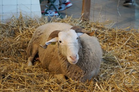 Foto de Aussonne, Francia - 14 de diciembre de 2023 - Una oveja con cuernos y lana descansa sobre la paja, en la Feria Regional Agrícola (REGAL) de Occitanie, celebrada en el nuevo centro de convenciones Mtropole de Toulouse - Imagen libre de derechos