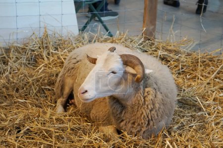 Foto de Aussonne, Francia - 14 de diciembre de 2023 - Una oveja con cuernos y lana descansa sobre la paja, en la Feria Regional Agrícola (REGAL) de Occitanie, celebrada en el nuevo centro de convenciones Mtropole de Toulouse - Imagen libre de derechos