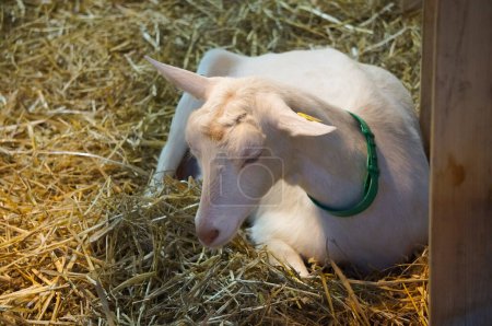 Téléchargez les photos : Aussonne, France - 14 décembre 2023 - Une jeune chèvre laitière blanche repose sur la paille, à la Foire Régionale Agricole (REGAL) d'Occitanie, qui se tient dans le nouveau centre de congrès MEET du Toulouse Mtropole - en image libre de droit
