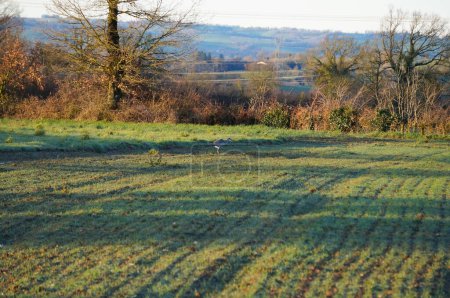 Foto de Aveyron, Francia - 10 de marzo de 2024 - Campos agrícolas cultivados con plántulas y suelo húmedo debido a la lluvia, en la zona rural de Lvzou; en el centro, un pájaro, probablemente una garza gris, se distingue - Imagen libre de derechos