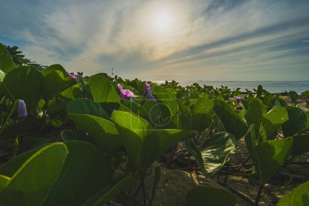 Photo for Ipomoea pes-caprae can be found on the sandy shores of the tropical sandy beach. - Royalty Free Image