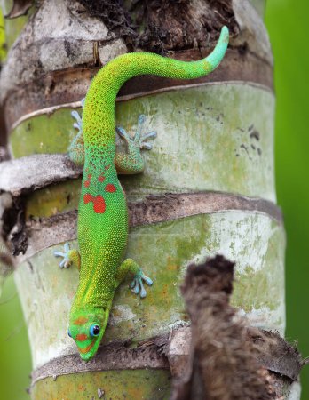 Photo for Green Gecko on a Palm trunk, Hawaii - Royalty Free Image