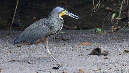 Photo for Bare-throated tiger-heron walking on a riverside, Costa Rica - Royalty Free Image