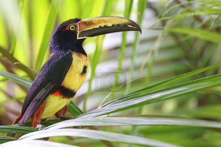 Foto de Collared Aracari, ave tropical de Costa Rica - Imagen libre de derechos