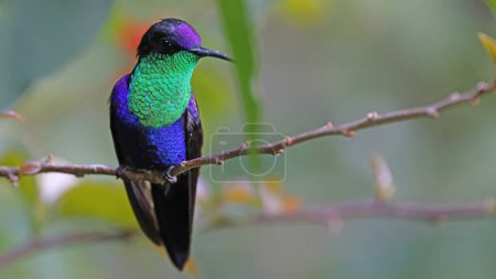Photo for Crowned woodnymph, colorful hummingbird of Costa Rica - Royalty Free Image
