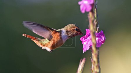 Photo for Female Scintillant hummingbird feeding at a flower, Costa Rica - Royalty Free Image