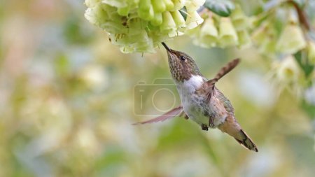 Photo for Female Volcano hummingbird feeding at a flower, Costa Rica - Royalty Free Image