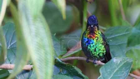 Photo for Fiery-throated hummingbird, shining hummingbird of Costa Rica - Royalty Free Image