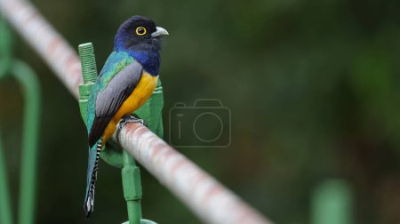 Photo for Gartered trogon, colorful tropical bird of Costa Rica - Royalty Free Image