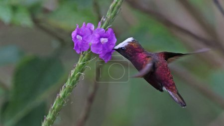 Photo for Male Snowcap feeding at a flower in Costa Rica - Royalty Free Image
