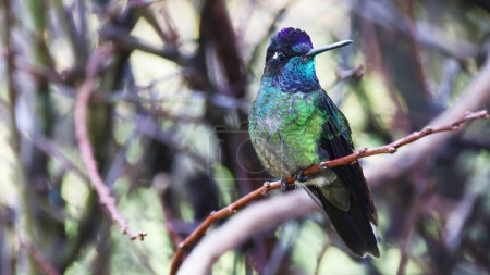 Photo for Talamanca hummingbird, colorful jewel of Costa Rica - Royalty Free Image