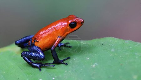 Photo for Strawberry poison-dart frog on a green leaf, Costa Rica - Royalty Free Image