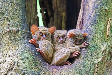 Trois tarsiers spectraux (Tarsius tarsier) sortis de leur trou, Sulawesi, Indonésie