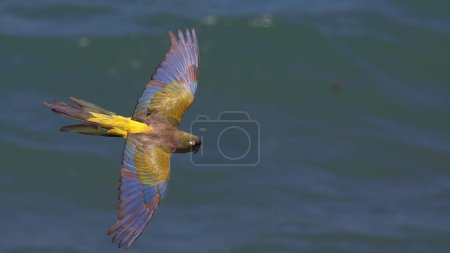 Téléchargez les photos : Perruche fouisseuse en vol au-dessus de la mer - en image libre de droit