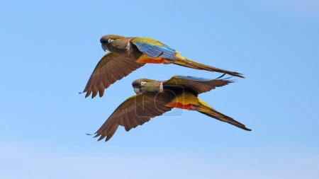 Foto de Pareja de periquitos madrigueros volando a pleno sol - Imagen libre de derechos