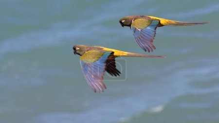 Foto de Pareja de periquitos madrigueros en vuelo sobre el mar - Imagen libre de derechos