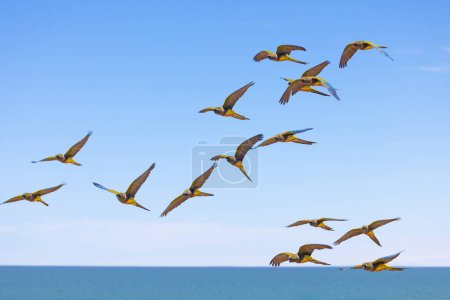 Téléchargez les photos : Troupeau de perruches fouisseuses survolant la mer - en image libre de droit