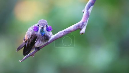 Téléchargez les photos : Violette marron exposée, Colibri de Colombie - en image libre de droit