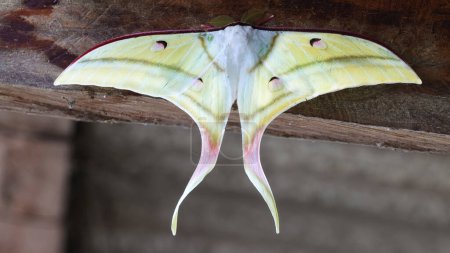 Actia selene, huge colorful moth of Philippines