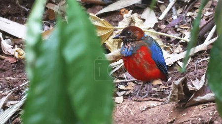 Philippinische Pitta (Erythropitta erythrogaster), endemischer farbenfroher Vogel
