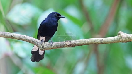 White-vented shama (Copsychus niger), endemic bird of the Philippines