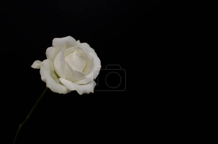 Téléchargez les photos : Gros plan de rose blanche sur fond noir - en image libre de droit