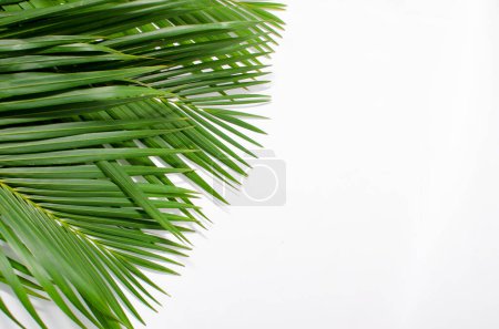 Hojas de palma sobre fondo blanco. una pila de hojas de palma verde sobre un fondo blanco con espacio para copiar. diseñado para la ilustración de saludo del Domingo de Ramos. Ilustración para Domingo de Ramos