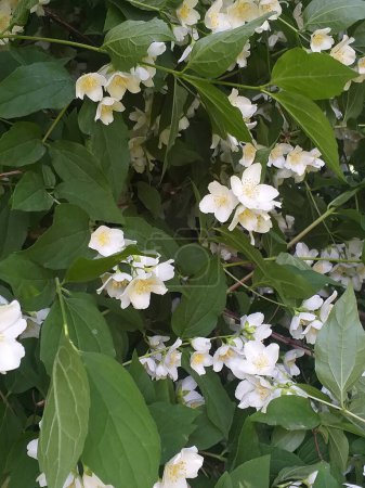 Photo for Summer background: white false jasmine flowers among green leaves - Royalty Free Image