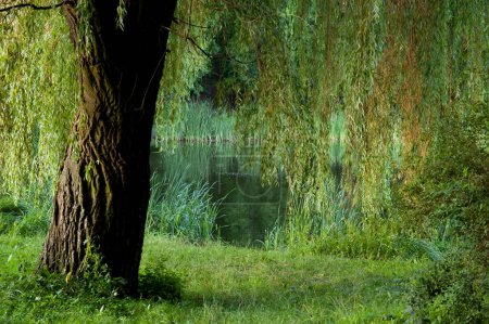 summer background: willow tree on the shore of a forest lake surrounded by reeds and green grass