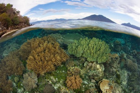 Photo for A diverse array of corals compete for space on a shallow, healthy reef near Alor, Indonesia. This area is within the Coral Triangle, a region known for its extraordinary marine biodiversity. - Royalty Free Image
