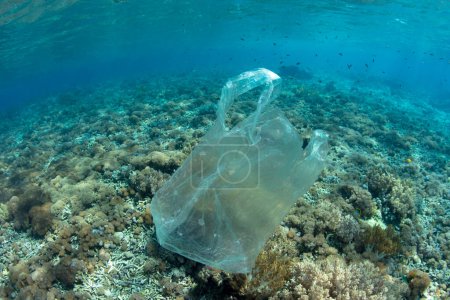 Foto de Una bolsa de plástico se desliza sobre un arrecife de coral en Indonesia. Los plásticos pueden transportar patógenos nocivos, propagando así enfermedades. Los plásticos también pueden sofocar o abrasionar los corales. - Imagen libre de derechos