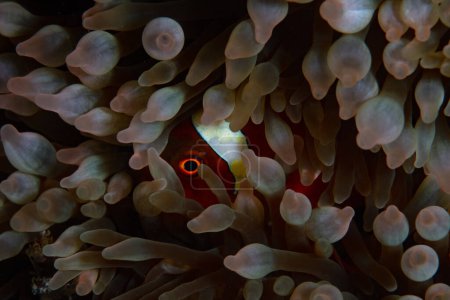 Foto de Un pez anémona Spinecheek, Premnas biaculeatus, se acurruca en los tentáculos de su anémona anfitriona en un arrecife de coral en Indonesia. Este es un ejemplo de simbiosis mutualista. - Imagen libre de derechos