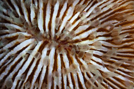 Foto de Detalle de la boca de un hongo duro de coral, Fungia sp., creciendo en un arrecife de coral en Indonesia. Este tipo de coral no se funde en el sustrato a pesar de que tiene un esqueleto de carbonato de calcio. - Imagen libre de derechos