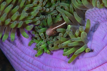Téléchargez les photos : Un anémone rose, Amphiprion perideraion, se blottit dans les tentacules protecteurs de son anémone hôte sur un récif corallien en Indonésie. C'est une relation mutualiste entre le poisson et l'anémone.. - en image libre de droit